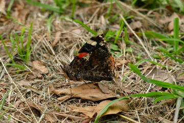 Schmetterlingstreiben