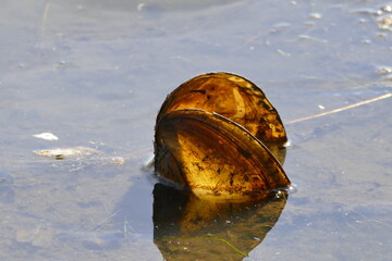 große Muschel im Teich
