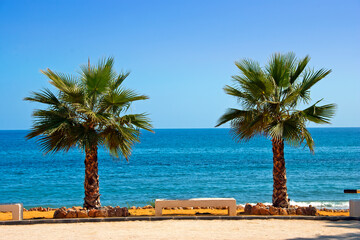 Palm trees on Playa del Penoncillo Torrox Costa Axarquia Andalusia Costa del Sol Spain