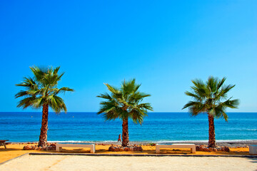 Palm trees on Playa del Penoncillo beach Torrox Costa Axarquia Andalusia Costa del Sol Spain