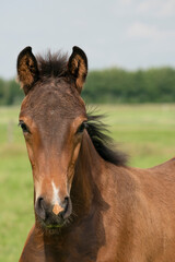 Fototapeta premium Attentive brown foal with head and mane in close-up