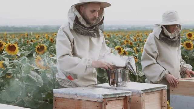 A family of beekeepers is engaged in the honey industry in a field with sunflowers.Healthy Organic Food in Apiary or Farm