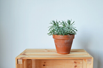 Senecio house plant in terracotta pot on wooden box over white