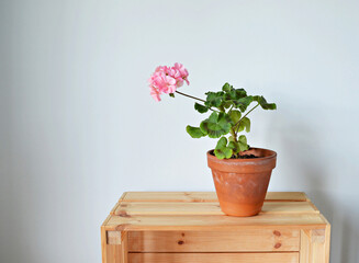 Blooming pink pelargonium house plants in terracotta pot on wooden box over white