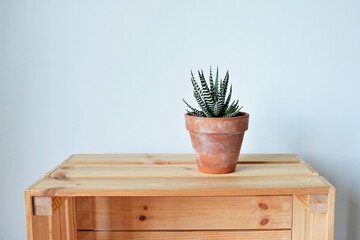 Haworthia house plant in terracotta pot on wooden box over white