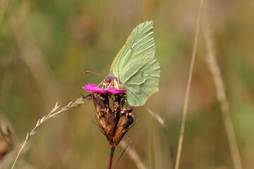 Fototapeta na wymiar Zitronenfalter - Schmetterlinge - Gonepteryx rhamni