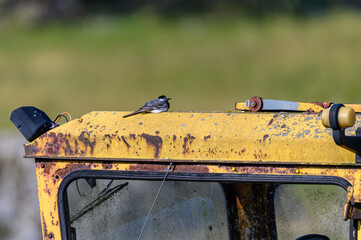 White Wagtail resting on a tractor
