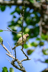 European Greenfinch