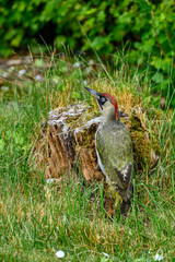 European Green Woodpecker looking for food