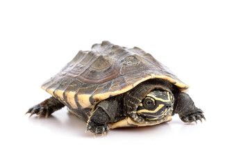 A small turtle. Studio shot isolated on white