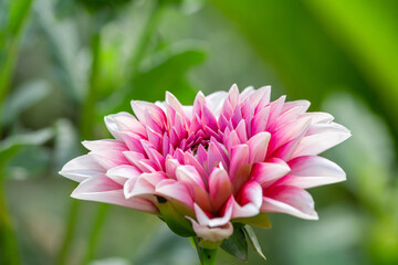 Close Up View Of Red And White Color Daisy Flower In The Park On Landscape Frame