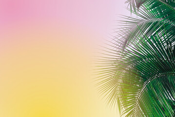 Aesthetic summer border background. Natural pastel tone image with copy space of coconut and palm trees in cool summer day atmosphere. Tropical air in fresh and fun sunny day vacation.