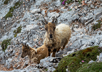 Fototapeta premium Two little beautiful chamois captured in Slovenian mountains
