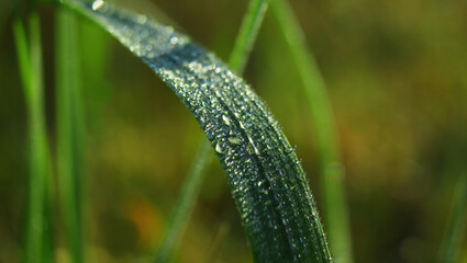 Krople rosy na źdźble trawy w zbliżeniu © Gosiak