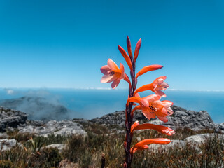 Tafelberg Kapstadt, Tablemountain Cape Town