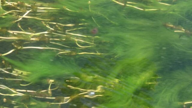 Movement of water flow and algae in the lake