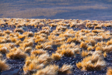 Desert landscape in the Salar de Arizaro, La Puna, Argentina, South America, America