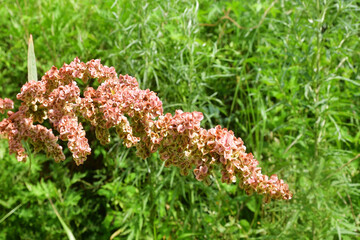 Rumex crispus L. (family Polygonaceae). Curly sorrel in the bay of  Akhlestyshev on the island of Russian. Russia, Vladivostok, Primorsky region