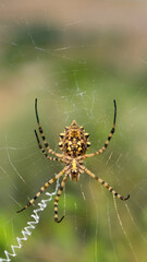 A large spider Argiope Lobata (female) on a web among lavender plant - predatory insect