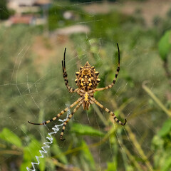 A large spider Argiope Lobata (female) on a web among lavender plant - predatory insect