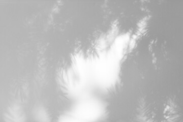 Blurred overlay effect for photo. Gray shadows of fir tree branches on a white wall. Abstract neutral nature concept background for design presentation. Shadows for natural light effects