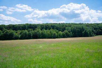 nature view with green meadow, blue sky and mixed forest