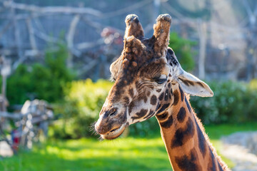 Giraffe head portrait in profile. In the background is a meadow with nice bokeh.