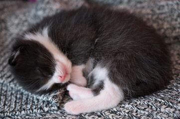 Black and white kitten cute sleeping