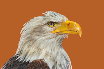 Head of a painted bald eagle on a brown light background.