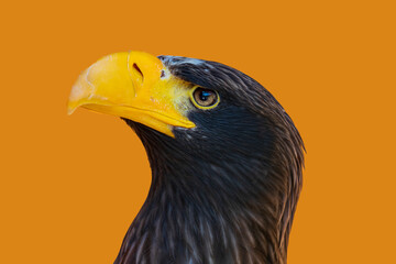 Sea eagle -portrait on a brown background.