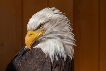 The bald eagle has a turned head and the background is dark brown.