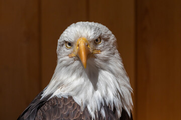 Front portrait of a bald eagle on a dark brown background. Both eyes are visible.