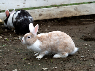 ウサギ