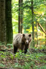 Brown bear looking for food. Bear alone in the forest. European wild nature.