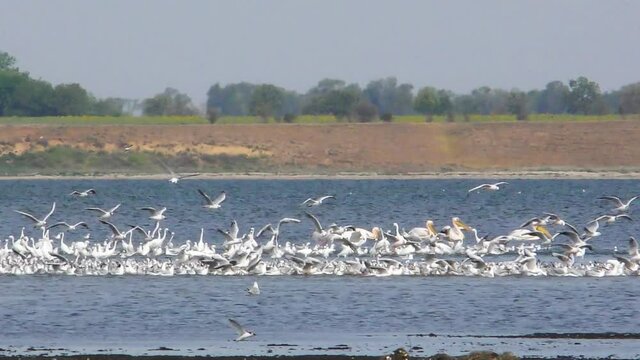 many birds on the lake, seagulls, pelicans