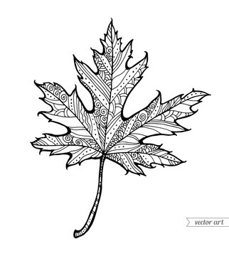 Maple leaf silhouette. Hand drawn artwork. Zentangle, doodle, tattoo. Woodcut style. Coloring book page for adults and kids. Black and white