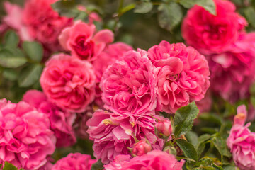 Bunch of pink garden roses on blurry green background. Roses for Valentine Day,Birthday,Anniversary. Fresh flowers background.Beautiful blooming rose close up.Spring flower selective soft focus