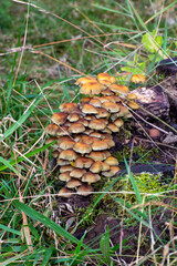 Woodland wild mushrooms