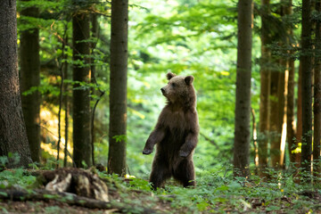 Brown bear looking for food. Bear alone in the forest. European wild nature.