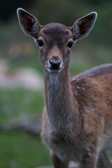 Portrait of a fallow deer (Dama dama) fawn