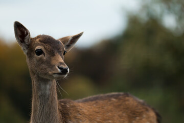 Portrait of a young fallow deer (Dama dama)