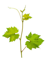 Young fresh vine twig with leafs