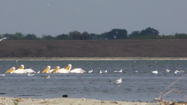 pelicans and other birds on the lake