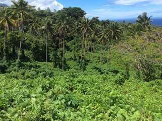 Fototapeta na wymiar Jungle around the hill with the Catholic cross in the interior of the island of Taveuni