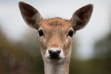 Portrait of a female fallow deer (Dama dama)