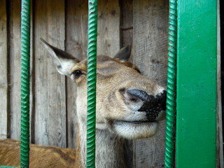 close up of a deer © Kamila