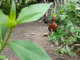 rooster in the field