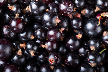 black currant as background