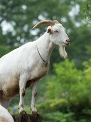 Obraz premium ヤギ
