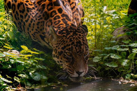 Jaguar drinks water on a hot day